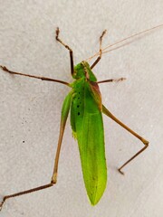 grasshopper
