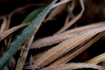 Eisig kalter Winter, alles ist überzogen mit Frost
