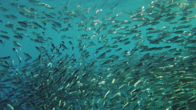 Shoals of sardines in clear sea water on a sunny day. Underwater landscape. Bohol, Philippines.