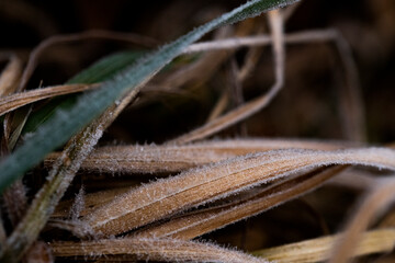 Eisig kalter Winter, alles ist überzogen mit Frost