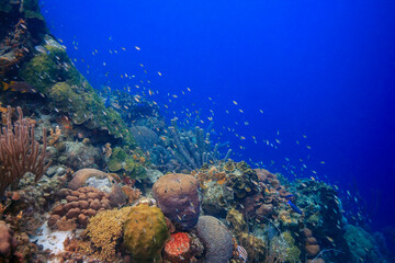 Caribbean coral garden