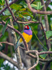 Gouldian finch,Chloebia gouldiae,