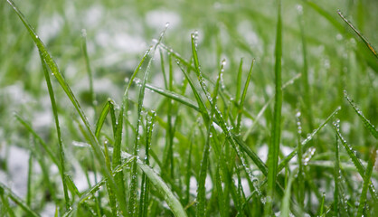 Green grass covered by the first snow on lawn. Green grass sprouts from under the snow that melts in the spring
