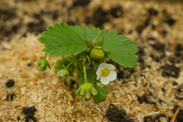 Strawberry blossoms. White strawberry flowers and leaves in the garden. Growing strawberries. Farming.