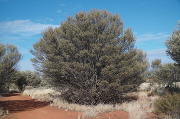 砂漠の樹木　エアーズロック(ウルル) /オーストラリア