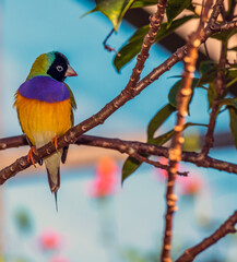 Gouldian finch,Chloebia gouldiae,