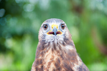 Falco