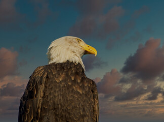 Bald eagle with sunset background, Sidney BC