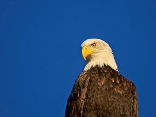 Bald eagle against blue sky background in Sidney BC