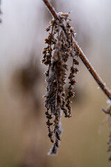 Gefrorene Brennnessel