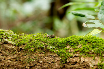 Moss in the forest.