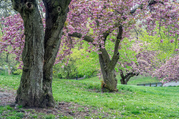 Central Park in spring