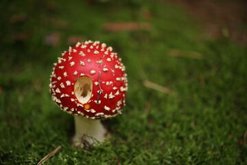 Close-up picture of a Amanita poisonous mushroom in nature