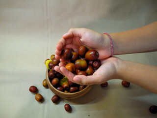 A girl holds a Chinese date (ziziphus) in her hand. A sweet and healthy berry for the older generation 
because it reduces blood pressure.