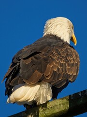 Bald eagle against blue sky background in Sidney BC