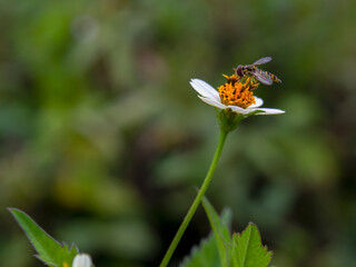 Macro photography of a hoverfly on a white wildflower. Captured at a field near the town of Gachantiva in the central Andean mountains of Colombia.