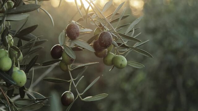 Plantation of green and black olives in Spain. Olives trees branch moving on wind. Extra virgin olive oil production