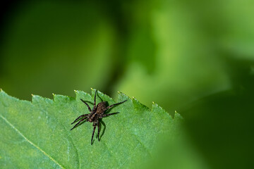 black spider on green leaf