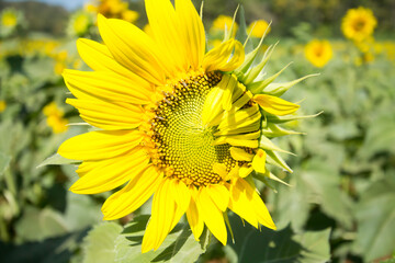 sunflowers, sunflower, natural, flowers, agriculture, background, beautiful, beauty, blooming, blossom, blue, botany, bright, circle, close-up, closeup, color, colorful, field, flora, floral, flower, 