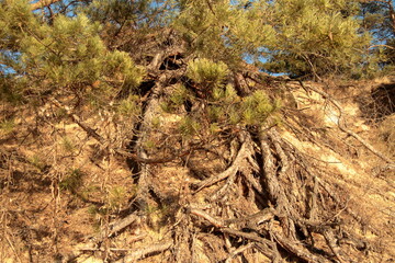 Pine roots on sandy soil