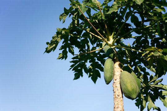 papaya tree on a blue sky