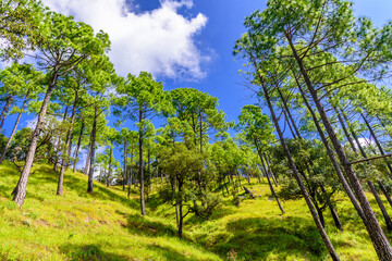 Pine tree forest  on mountain slopes of Himalayas mountains of Binsar wildlife sanctuary at Almora, Uttarakhand, India. Sustainable industry, ecosystem and healthy environment concepts and background.