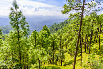 Pine tree forest  on mountain slopes of Himalayas mountains of Binsar wildlife sanctuary at Almora, Uttarakhand, India. Sustainable industry, ecosystem and healthy environment concepts and background.