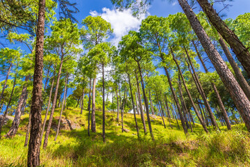 Pine tree forest  on mountain slopes of Himalayas mountains of Binsar wildlife sanctuary at Almora,...