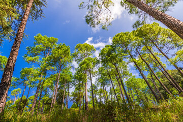 Pine tree forest  on mountain slopes of Himalayas mountains of Binsar wildlife sanctuary at Almora, Uttarakhand, India. Sustainable industry, ecosystem and healthy environment concepts and background.