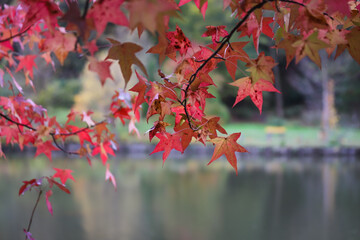 Fototapeta premium Leaves on tree branch during autumn