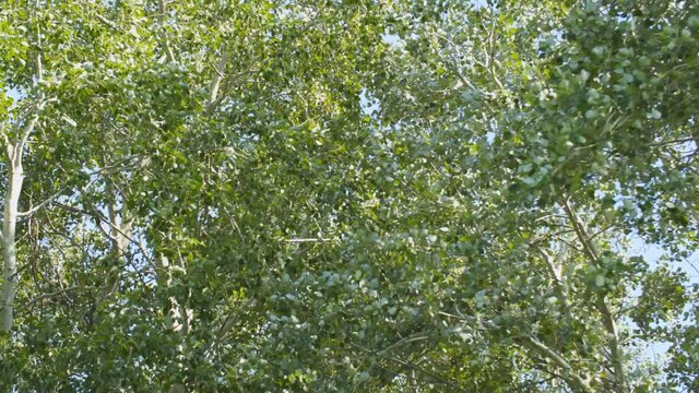 Aspen leaves flutter in the wind. The wind blows the leaves on the tree