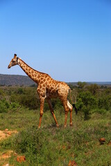 Safari game viewing in Kruger National Park, South Africa
