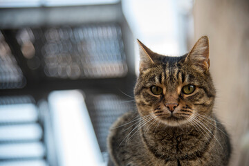 Il gatto e le scale