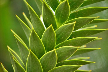 closeup of big green succulent plant