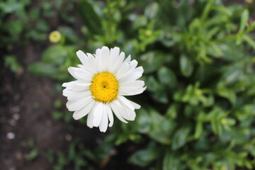 white daisy flower