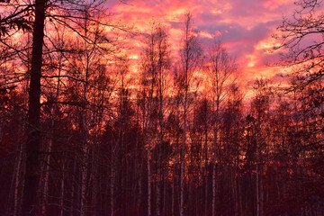 Nature red sunset sky in the forest trees