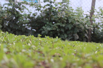 green moss on the ground