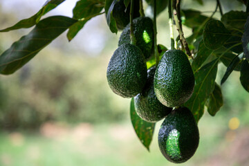 Grupo de aguacates o palta en huerta