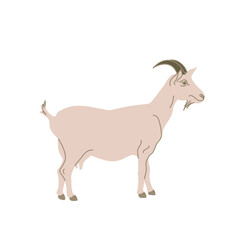 Goat in colored flat style. For logo, icons, emblems, template, badges. Vector illustration