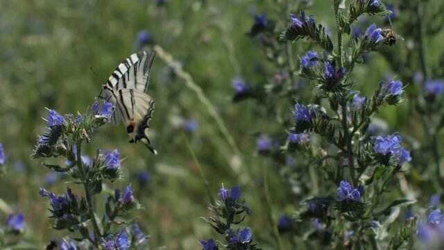 Scarce swallowtail butterfly and bees collect nectar from wildflowers