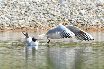 Zwie Möwen in einem Teich, eine ist gerade am Abflug