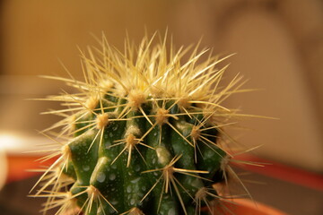 Green beautiful prickly cactus