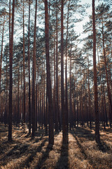 Forest in autumn season. Colorful foliage on trees lit by sunlight. Natural nature forest landscape background in autumn warm sunlight day