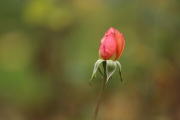 Close-up of garden rose blooming in the summer in the garden