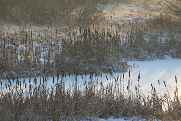 Cattail lit by the sun against the background of a snow-covered pond