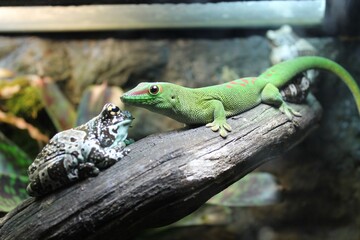 Madagascar Gecko phelsuma