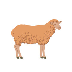 Sheep in colored flat style. For logo, icons, emblems, template, badges. Vector illustration