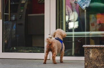 The dog, tied by a leash to the column, sits and waits for the owners to return.