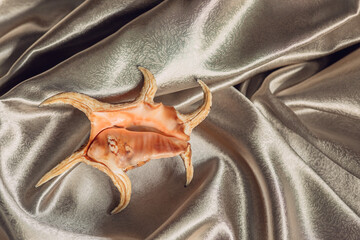 sea shell on draped silk fabric. champagne colors. copy space. selective focus.