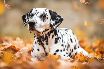 Portrait of dalmatian dog in autumn mood
